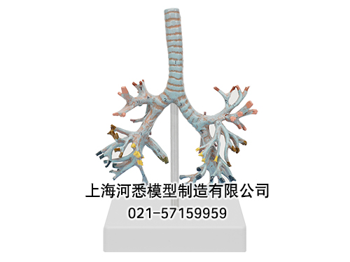 支气管树模型