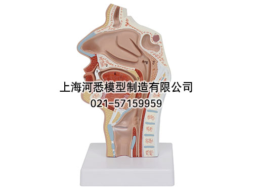 鼻腔口腔纵切模型