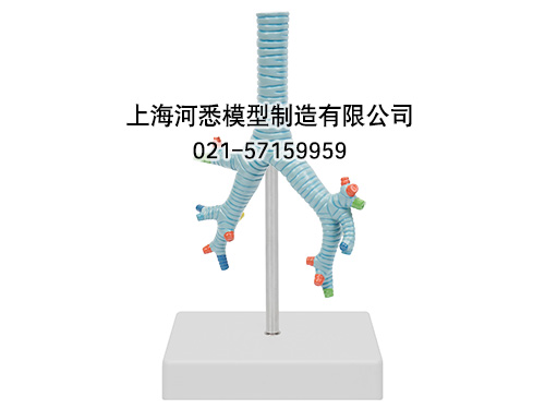 气管支气管及肺段支气管模型