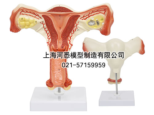 子宫卵巢解剖放大模型