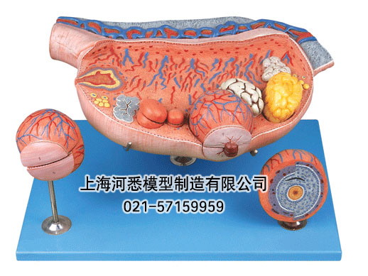 卵巢解剖和卵泡发育放大模型