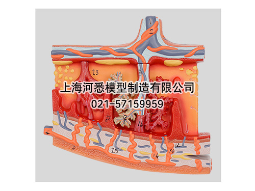 胎盘组织放大模型,胎盘模型