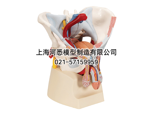 男性骨盆附盆底肌肉韧带盆腔器官及血管神经模型