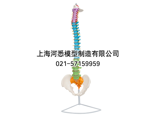 彩色脊椎脊柱模型