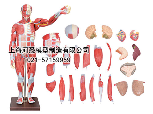 人体全身肌肉解剖附内脏器官模型,人体全身肌肉解剖模型