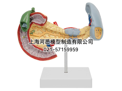 胰脾十二指肠病变模型