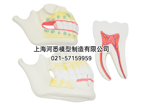 乳牙恒牙牙列模型