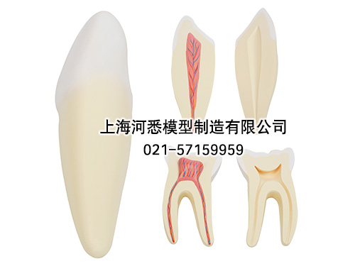 切牙尖牙磨牙模型,牙解剖模型